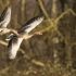Nieuwe factsheet ondersteunt soortenanalyses voor Natura 2000